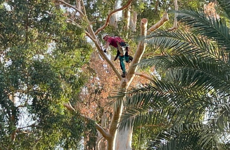 Una poda de precisión evita riesgos en el Gran Capitán, el árbol más alto de Sevilla — Actualidad