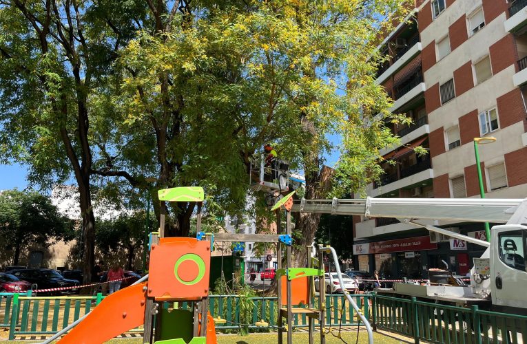 El programa de revisiones de verano inspecciona más de 14 000 árboles en Sevilla y actúa de forma preventiva en 906 ejemplares — Actualidad