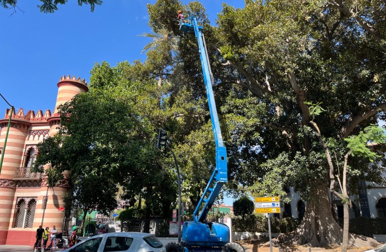 El Gobierno municipal realiza labores de conservación en el ficus del Costurero de la Reina — Actualidad