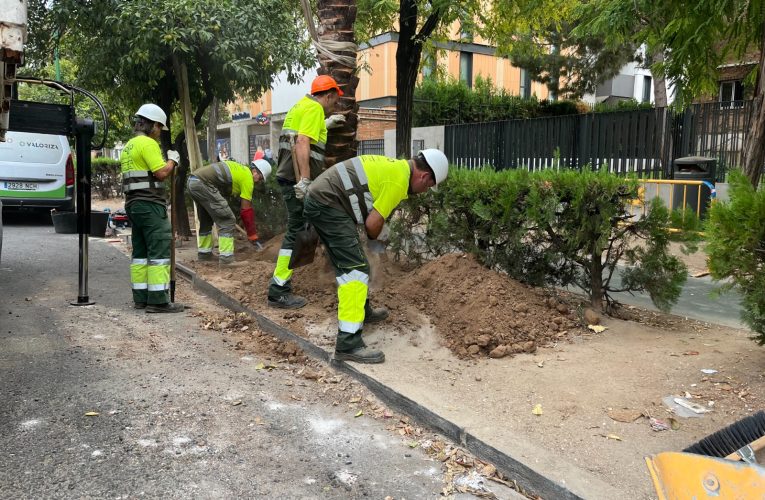 El Gobierno Municipal repone 44 palmeras en la Avenida de la Palmera dentro de su plan de mejora del arbolado urbano — Actualidad