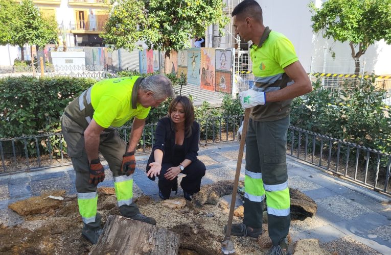 El Ayuntamiento de Sevilla actúa en la Plaza de la Concordia para garantizar la seguridad tras detectar riesgo en varios árboles — Actualidad