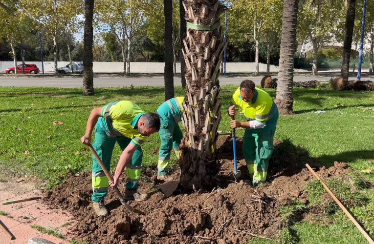 El Gobierno municipal planta 76 palmeras en la calle Marie Curie, en La Cartuja, y eleva a 495 las palmeras plantadas en la ciudad en los últimos cinco meses