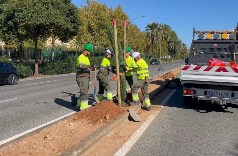 El Gobierno municipal avanza en el reajardinamiento de la Avenida de Kansas City con la plantación de 87 cipreses y un nuevo sistema de riego automático