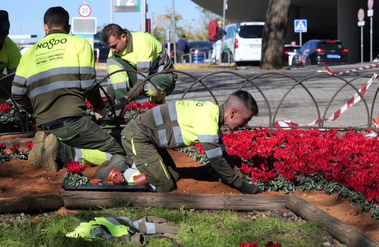 El Ayuntamiento planta cerca de 80 000 flores de temporada para dar color a la Navidad — Actualidad