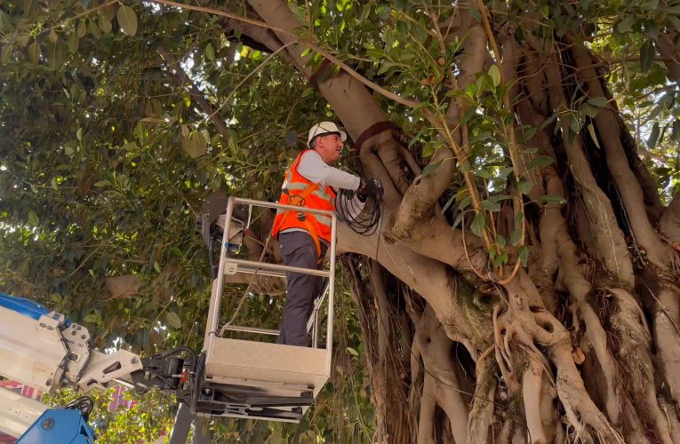 El Gobierno municipal aplica un tratamiento especializado para preservar los ficus singulares de la plaza Cristo de Burgos y la del Museo