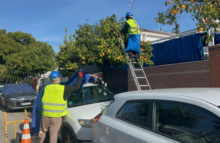 El Ayuntamiento prevé recoger cerca de siete millones de kilos de naranja amarga en la campaña 2025-2026 — Actualidad