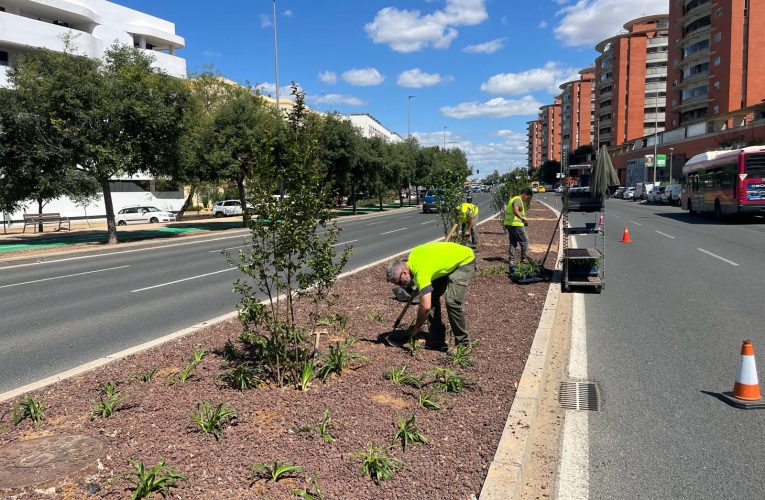 El Gobierno de Sanz avanza en la renovación paisajística de la avenida de Jerez tras realizar nuevas plantaciones en la mediana — Actualidad