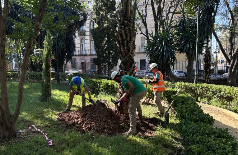 El Ayuntamiento refuerza el arbolado de los Jardines de la Caridad con 17 nuevos ejemplares — Actualidad