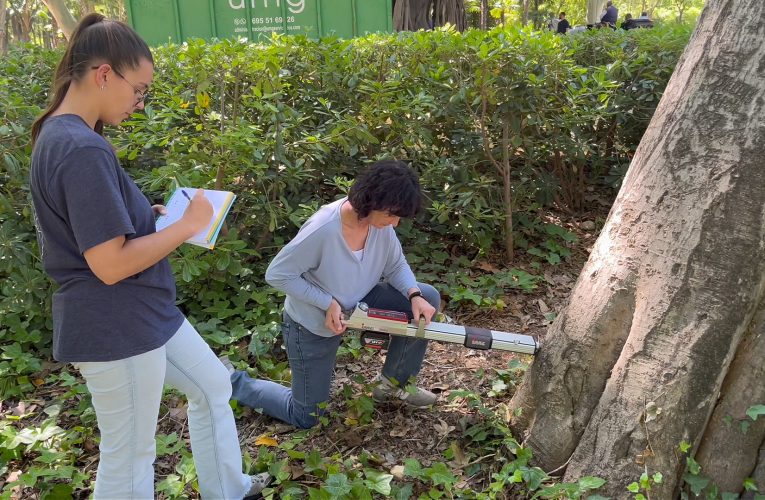 El Ayuntamiento examina con tecnología avanzada 33 árboles para detectar daños internos y reforzar la seguridad — Actualidad